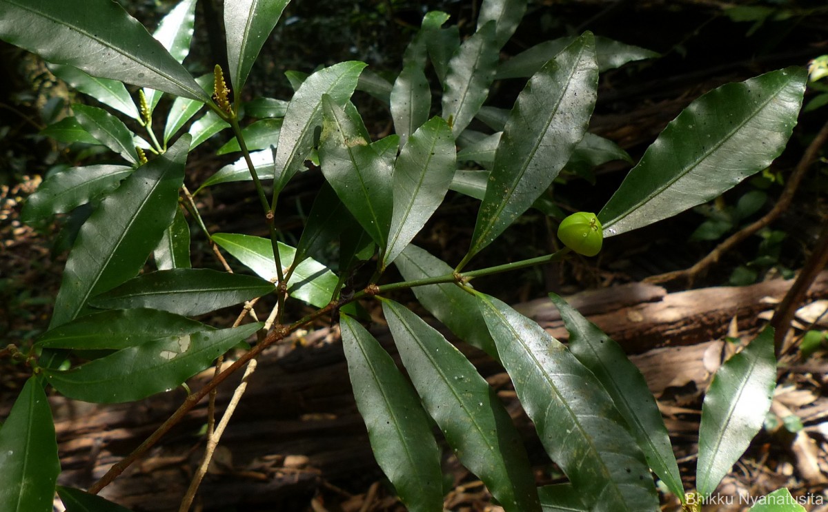 Excoecaria oppositifolia Griff.